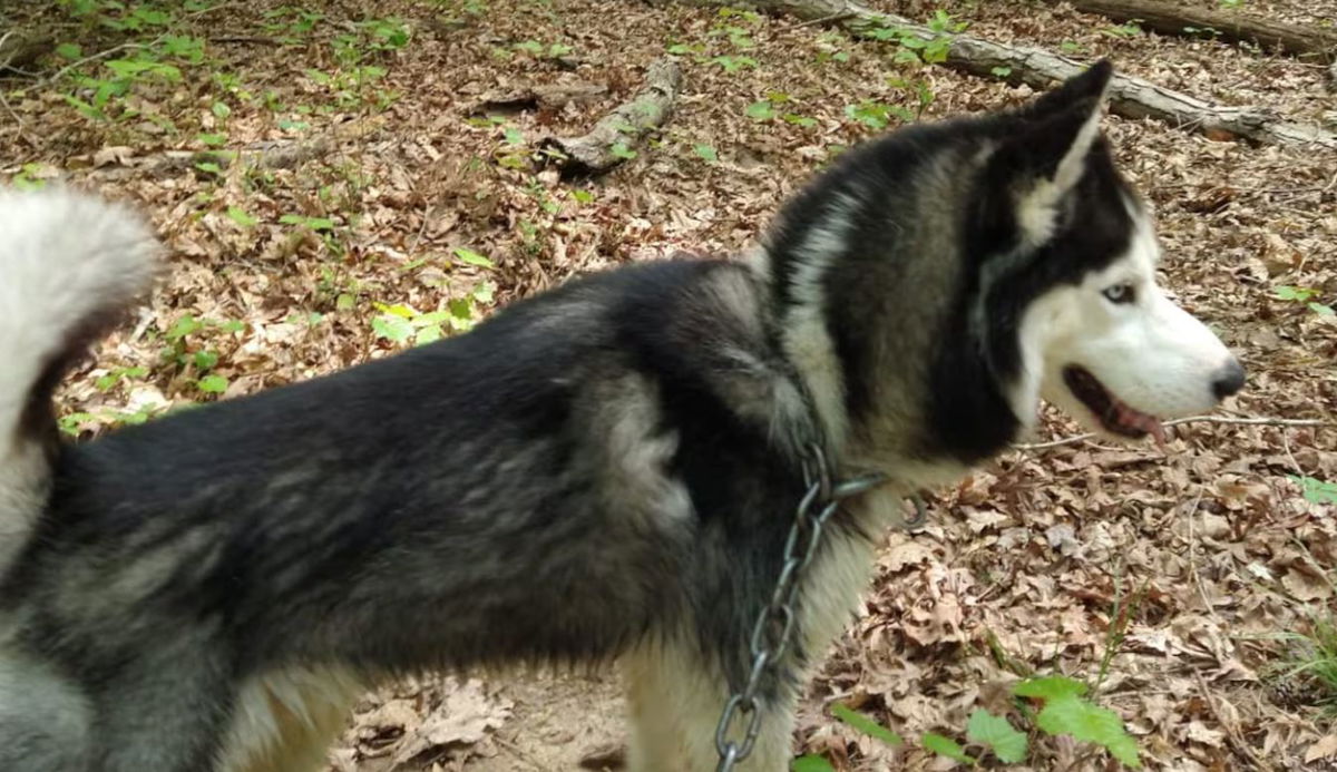 <i>KCTV via CNN Newsource</i><br/>A Siberian Husky named Cosmo missing for more than two days after an early-morning collision in Kansas City has been found.