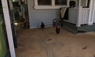 Noisy feral chickens and the people who feed them have become a growing concern for an O'ahu neighborhood. Some residents say they're grappling with the consequences of this seemingly harmless act.