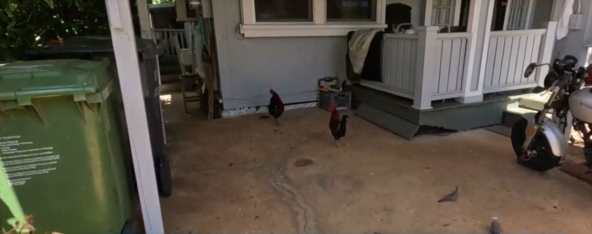 <i>KITV via CNN Newsource</i><br/>Noisy feral chickens and the people who feed them have become a growing concern for an O'ahu neighborhood. Some residents say they're grappling with the consequences of this seemingly harmless act.