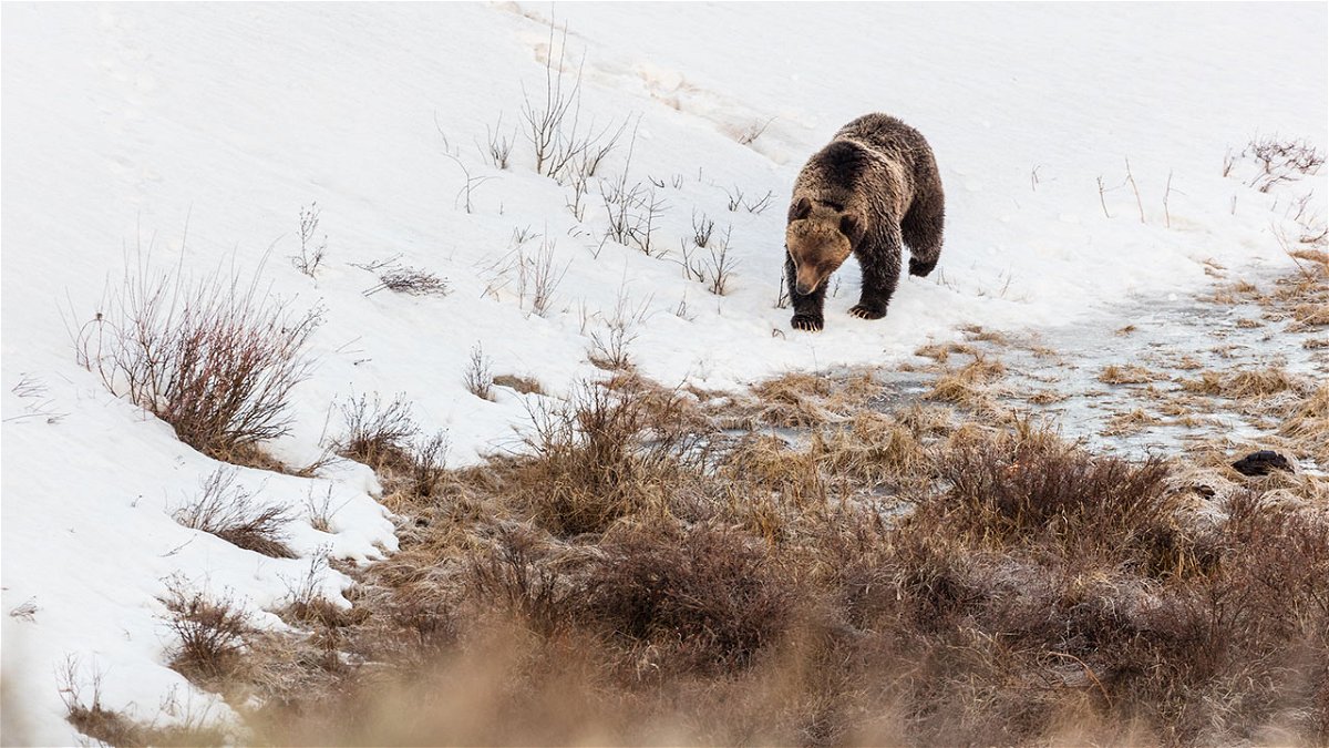 Grizzly boar walks along the edge of Blacktail Ponds