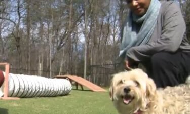 A dog sanctuary in Anne Arundel County is flying to new heights to help senior dogs like Jack with another chance at finding a loving home.