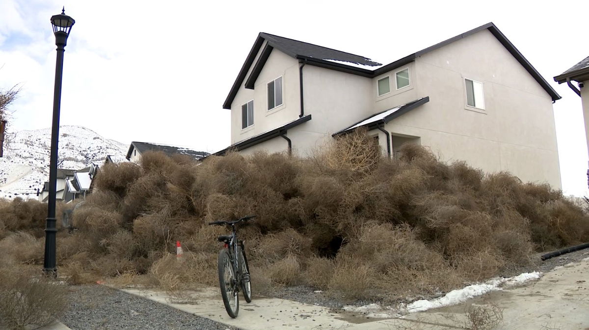 <i>KSL via CNN Newsource</i><br/>Thousands of tumbleweeds blew into Eagle Mountain neighborhoods in Utah on March 2.