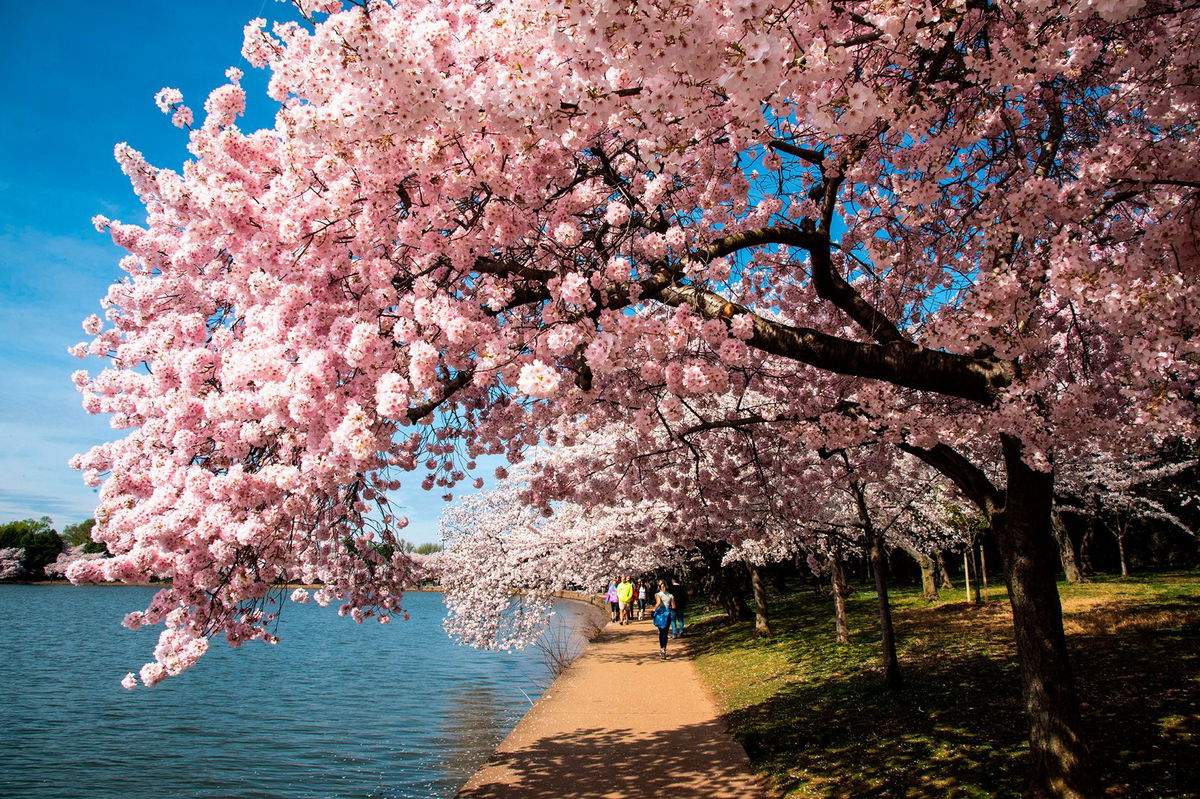 Hitting peak time for the cherry tree bloom in Washington, D.C., can be a little tricky. But if you do, the visual reward is magnificent.