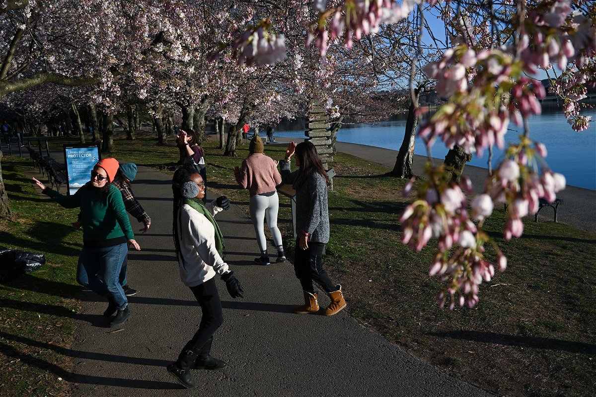 Surrounded by near-peak cherry blossoms, people dance to celebrate the first day of spring in 2023 at the Tidal Basin in Washington.