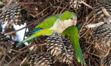 Monk parakeets are seen in Trani