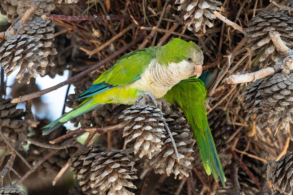 <i>Lorenzo Di Cola/NurPhoto/Getty Images via CNN Newsource</i><br/>Monk parakeets are seen in Trani