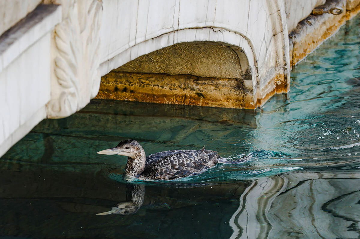 There was an unusual sighting of a Yellow-billed Loon in Lake Bellagio on the Las Vegas Strip on Tuesday.