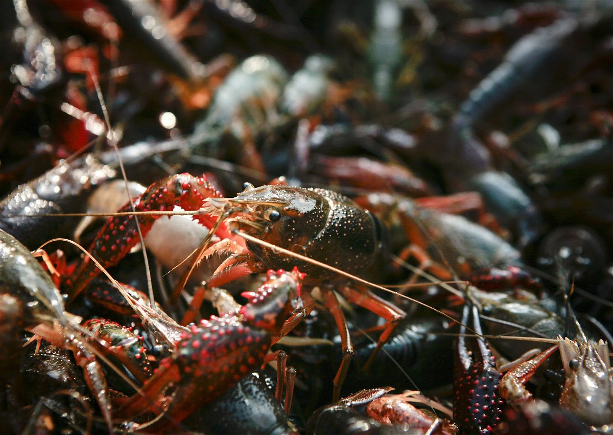 <i>Lee Celano/Reuters/File via CNN Newsource</i><br/>Drought and salt-water intrusion struck a significant blow to Louisiana's crawfish industry this year.