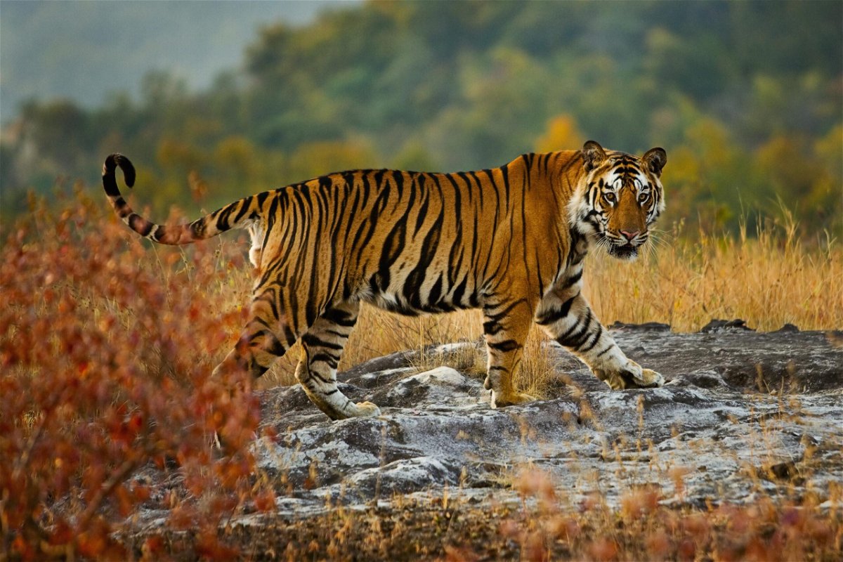 A tiger in Bandhavgarh National Park, Madhya Pradesh, India.