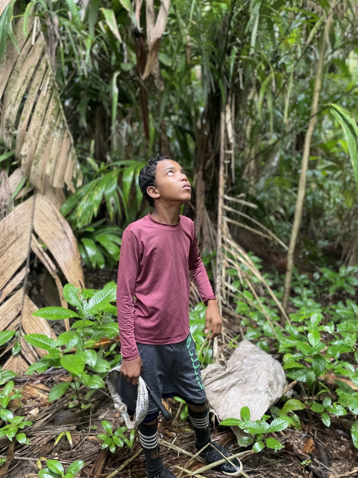 Dozens of times a day, Lucas Oliveira climbs trees to bring down heavy bunches of açaí.