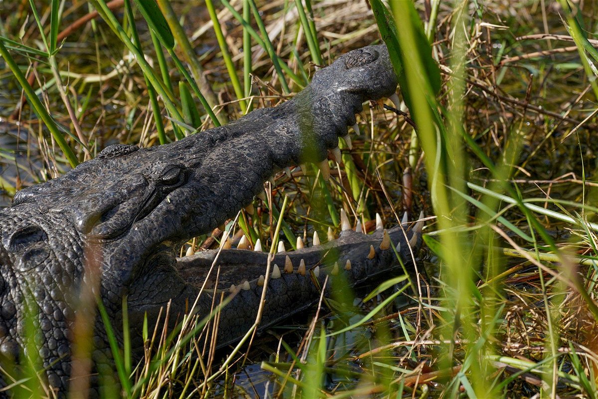 An American crocodile relaxes in Shark Valley of Everglades National Park on February 3, 2023. Attacks on humans by American crocodiles in Florida are extremely rare.