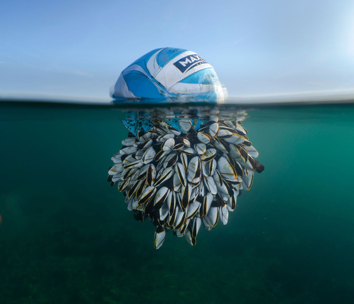 A photo of a football covered in goose barnacles below the waterline was the overall winner of this year's British Wildlife Photography Awards. Ryan Stalker, who took the photo, said that the ball had washed up in Dorset, UK, after crossing the Atlantic.