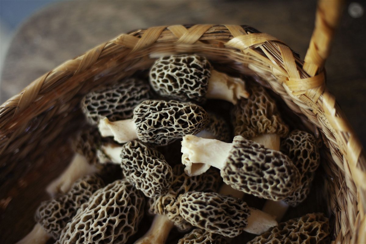 Although morels are generally considered safe, the mushrooms were at the heart of a deadly illness outbreak in Montana last year. An investigation from the US Centers for Disease Control and Prevention, detailed in a report published on March 14, tried to solve the mystery about exactly what went wrong.