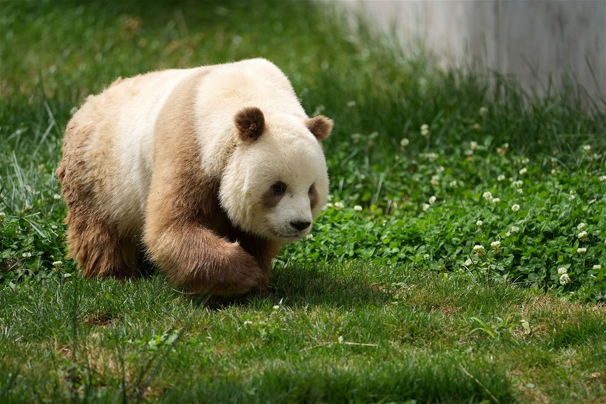 Qizai, a brown giant panda in captivity who was at the center of the scientific study, is seen on May 28, 2021.