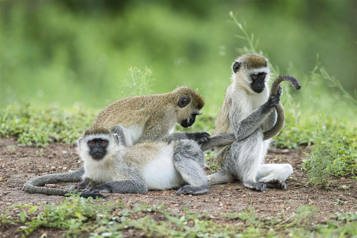Tails are useful in many ways, but — unlike these vervet monkeys pictured in Lake Mburo National Park in Uganda — humans' closest primate relatives lost the appendages about 25 million years ago.