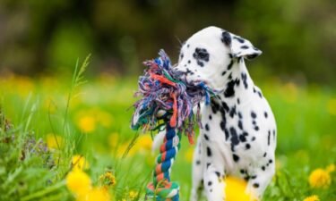 How to pick the best toy for 5 different types of dogs