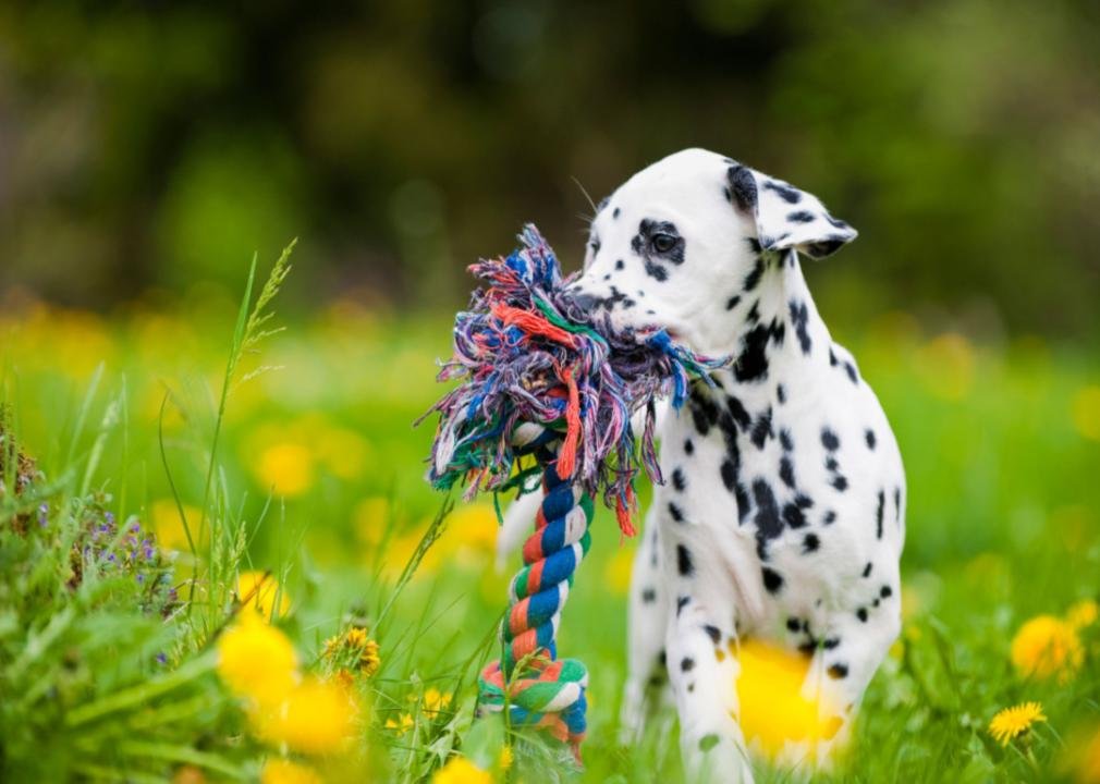 How to pick the best toy for 5 different types of dogs