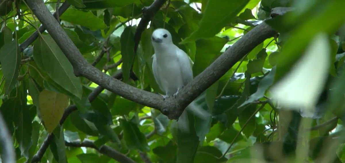 <i>KITV via CNN Newsource</i><br/>There are alarming statistics for Hawaii's native forest bird species: nearly half of them are now extinct.