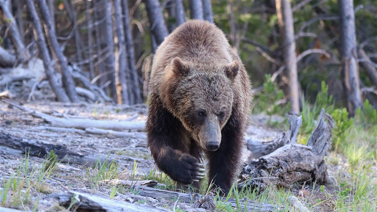 Grizzly bear near Roaring Mountain