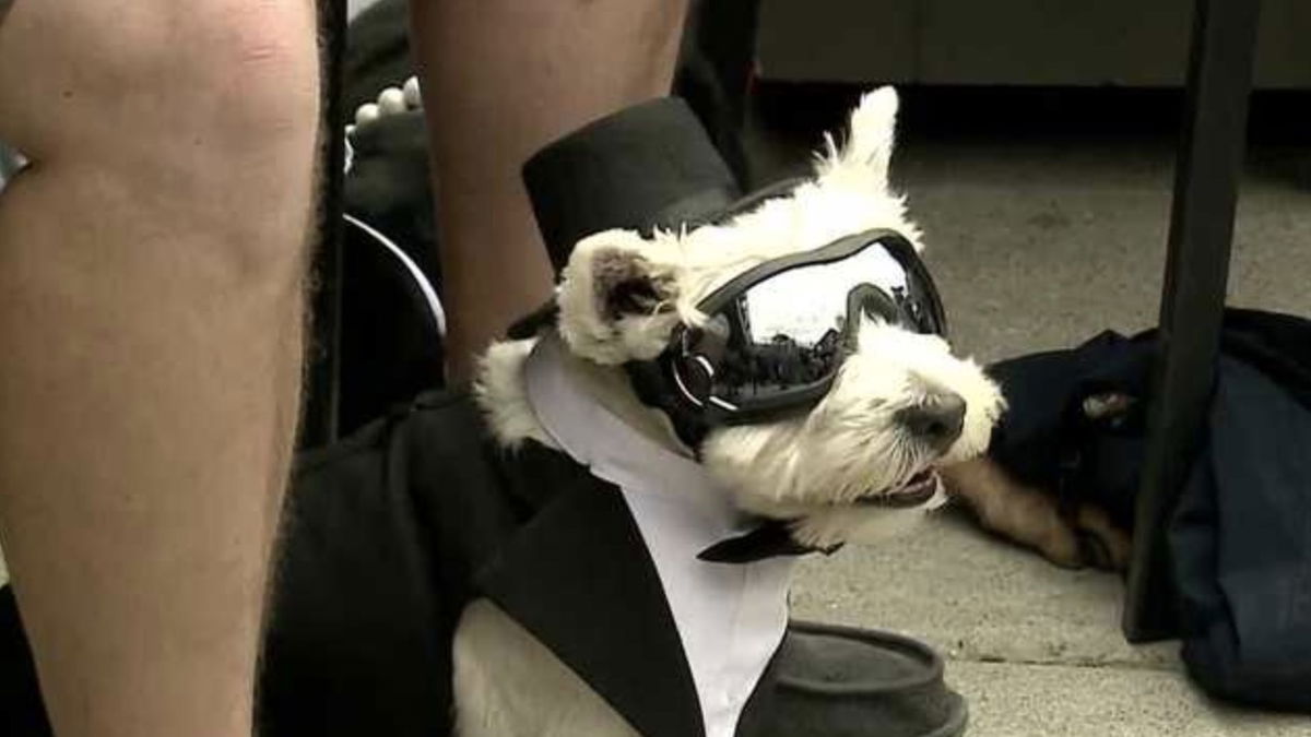 Shelter dogs walk the runway at the 'Rescues and Roses' fashion show in