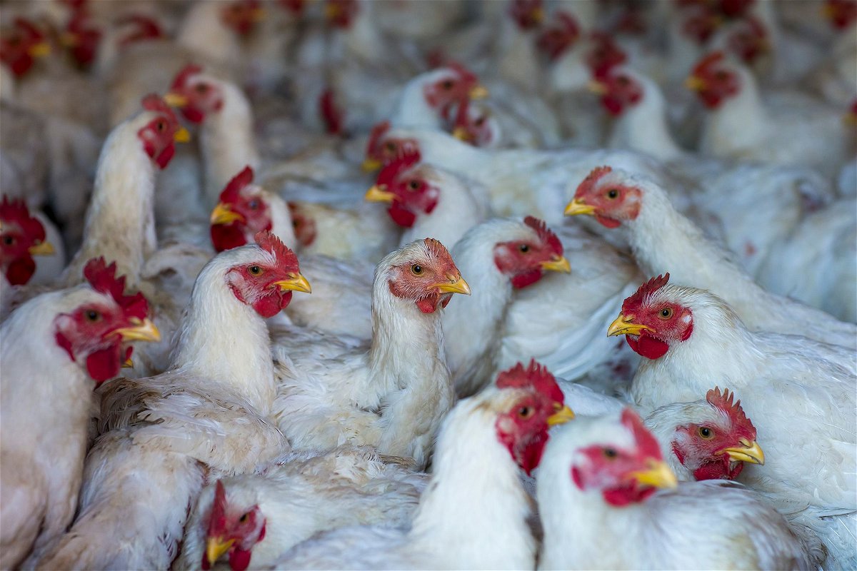 The H5N1 avian flu virus has been causing outbreaks among poultry in the United States, with 48 states affected. The risk to the public remains low, according to the CDC.	