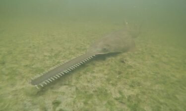 The endangered smalltooth sawfish