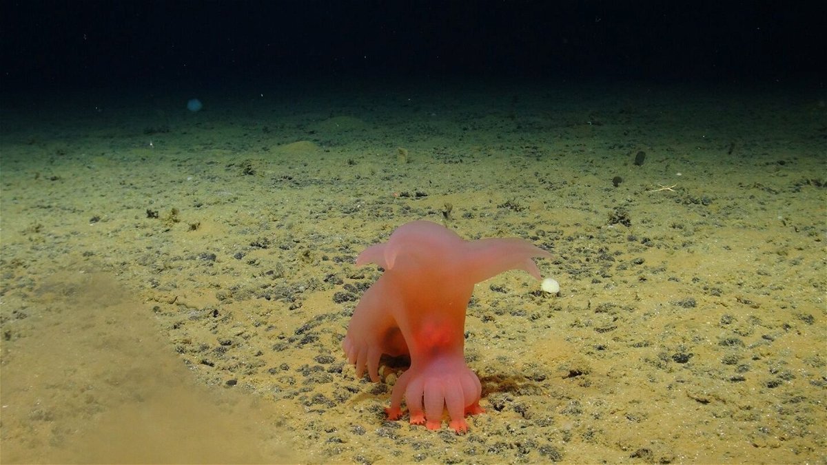 A Barbie-pink sea pig saunters along the seafloor.