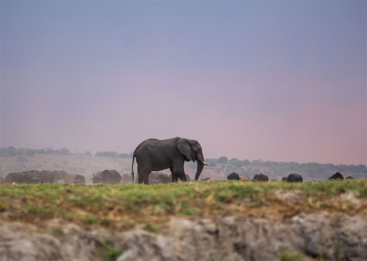 An elephant is seen at the Chobe National Park in Kalahari desert at Kasane, Botswana on October 13, 2023. According to World Wildlife Fund (WWF) data, there are nearly half a million elephants around the world, approximately 90 percent of which are African elephants.