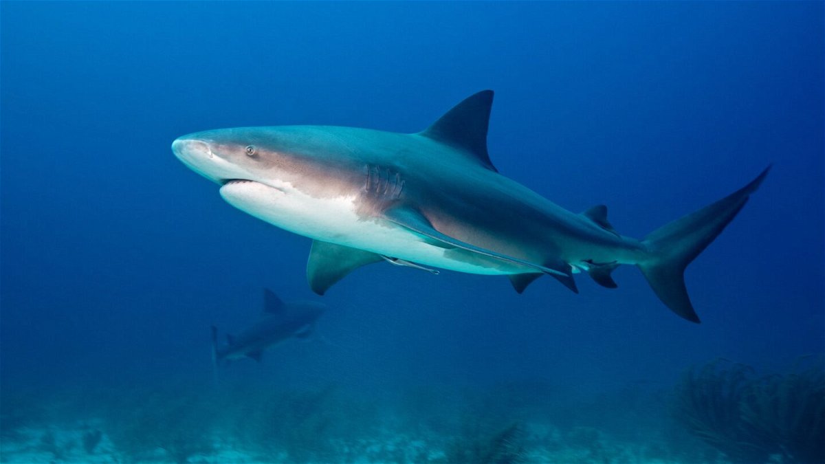 <i>Gerard Soury/The Image Bank RF/Getty Images/FILE via CNN Newsource</i><br/>Researchers electronically tagged bull sharks with a transmitting locator device