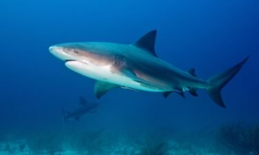 Researchers electronically tagged bull sharks with a transmitting locator device