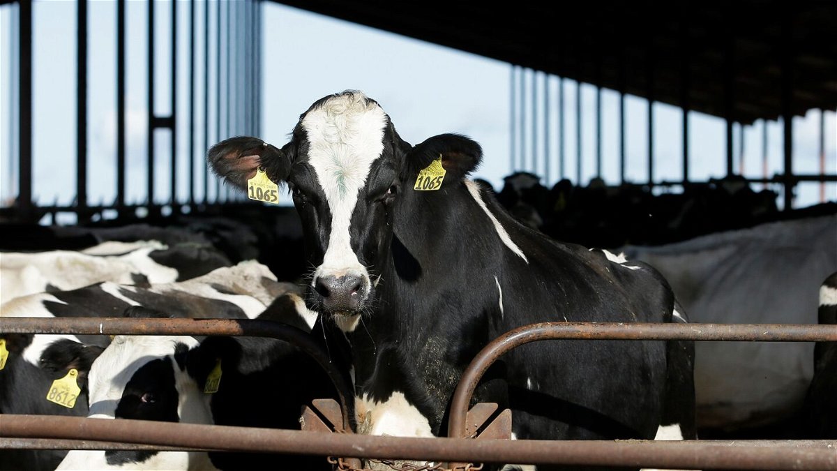 <i>Rich Pedroncelli/AP via CNN Newsource</i><br/>The USDA will require testing of dairy cows for influenza A before they can cross state lines.