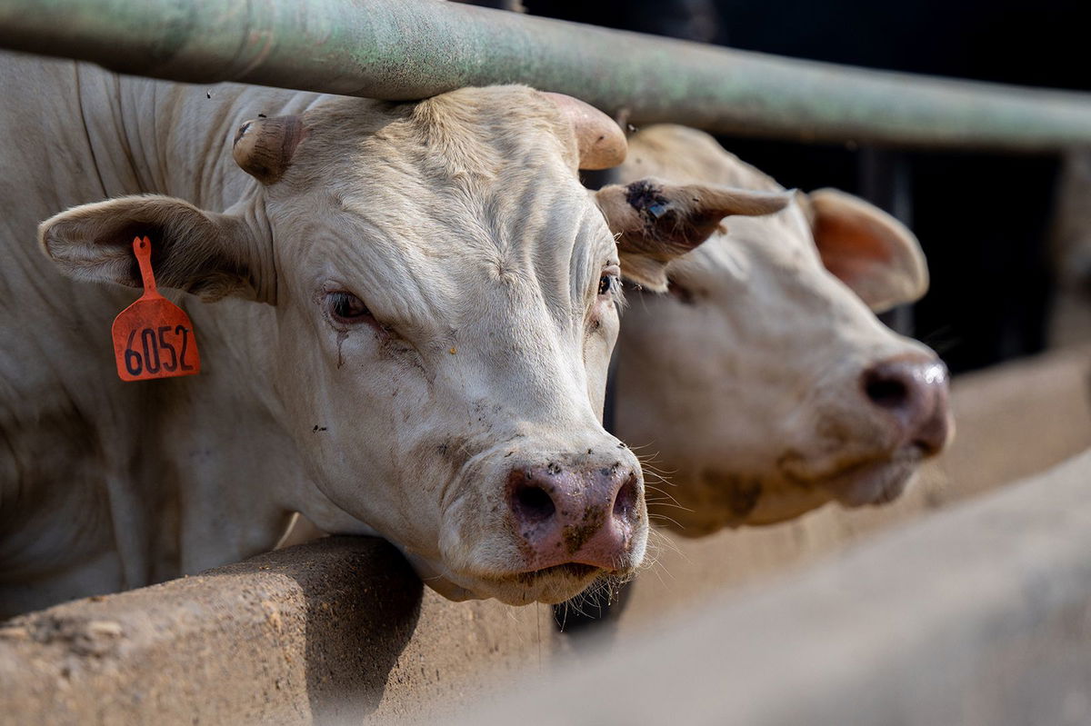 <i>Brandon Bell/Getty Images via CNN Newsource</i><br/>Cows are seen standing in a feedlot in June in Quemado