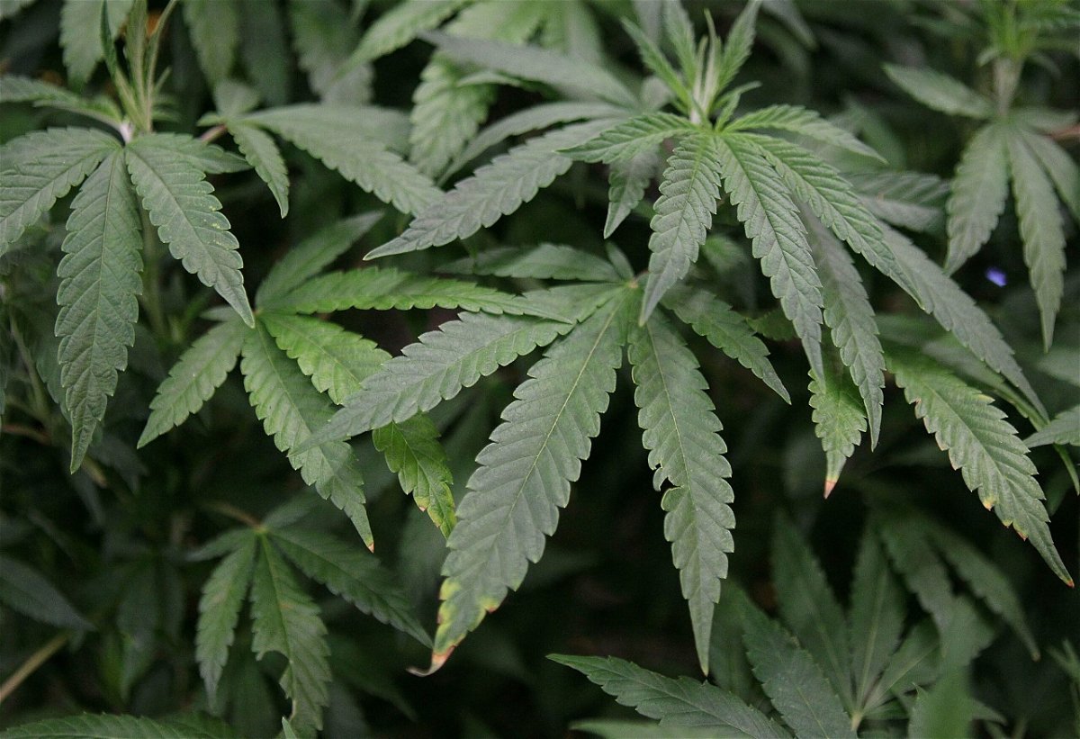 <i>Justin Sullivan/Getty Images North America/Getty Images via CNN Newsource</i><br/>The Biden administration will move to reclassify marijuana as a lower-risk substance.