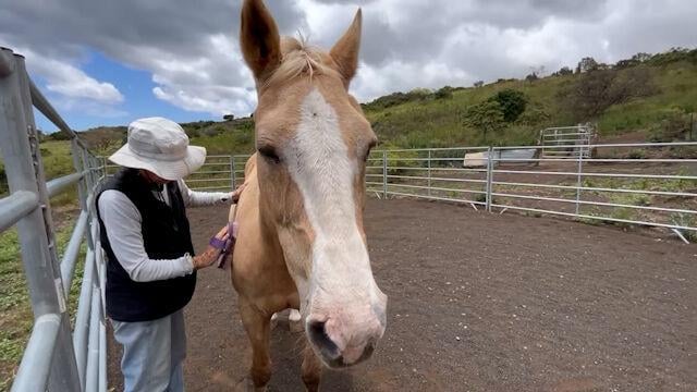 <i>KITV via CNN Newsource</i><br/>As Maui fire survivors continue to heal mentally and emotionally from the August tragedy