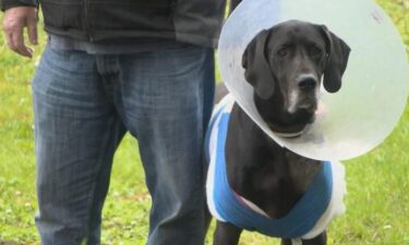 Millie is recovering with multiple staples and bandages as well as a strict schedule for medicine.