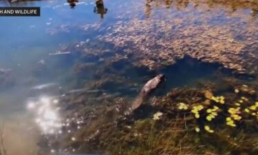 A look at beavers' important role in California's wildfire resistance.