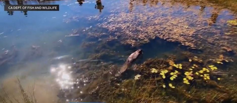 <i>California Department of Fish and Wildlife/KOVR via CNN Newsource</i><br/>A look at beavers' important role in California's wildfire resistance.