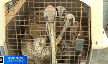 Dozens of sick and starved brown pelicans have been founded stranded on Southern California beaches in recent weeks