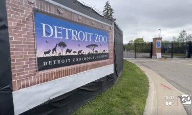 The WXYZ team called the Detroit Zoo to ask if they know anything about the rogue bird