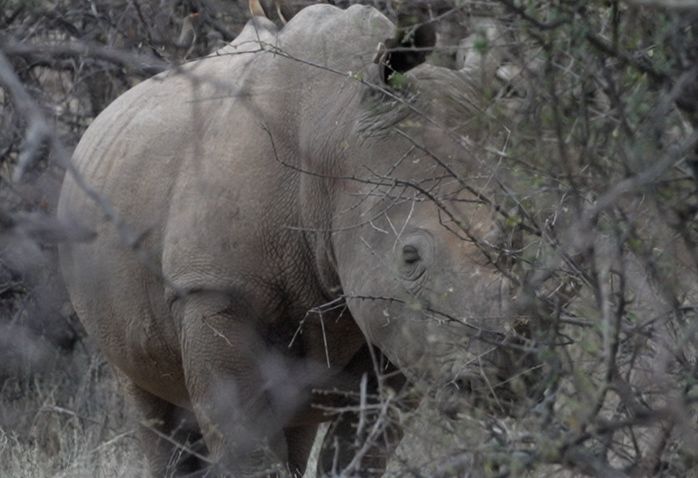 In Northern Kenya’s Sera Conservancy, veterinarians have been using a conservation technology tool called EarthRanger to track and monitor wildlife, including Sarah, a pregnant white rhino, pictured center.