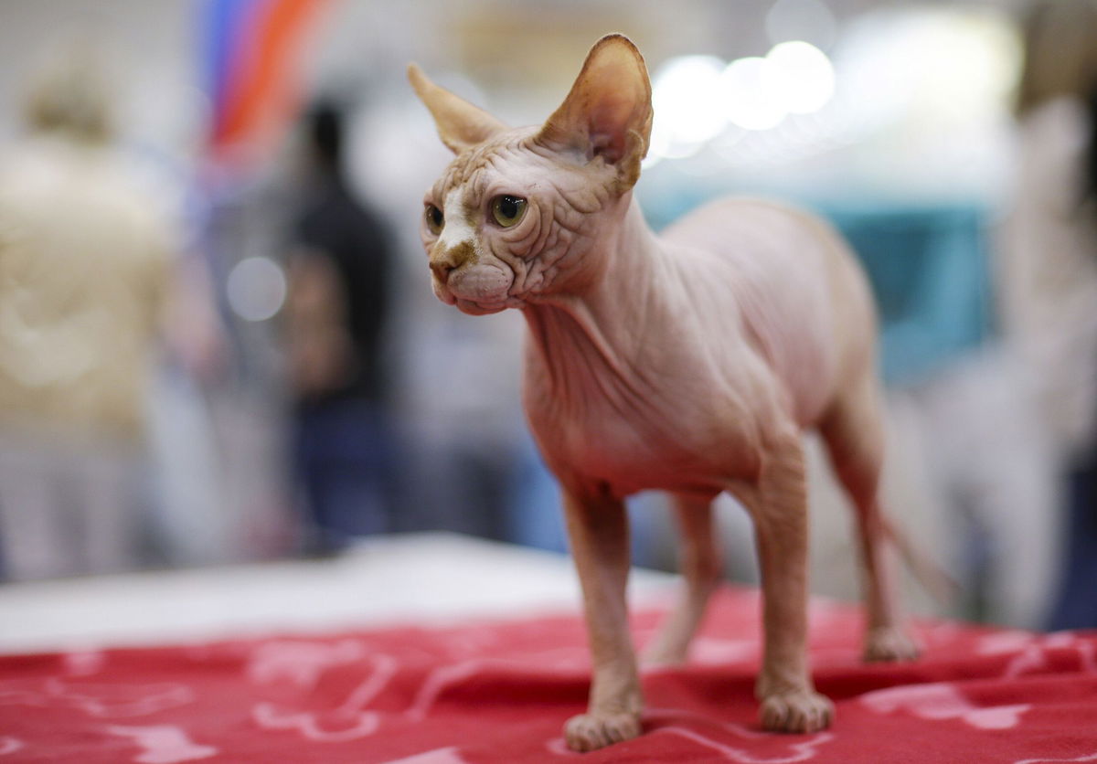 Sphynx cats originated in Ontario, Canada.