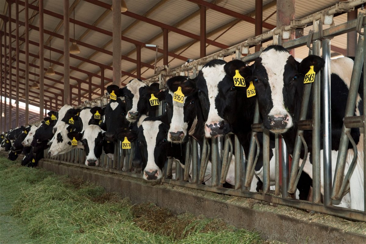 Dairy cows feed on silage in a barn in San Joaquin Valley, California.