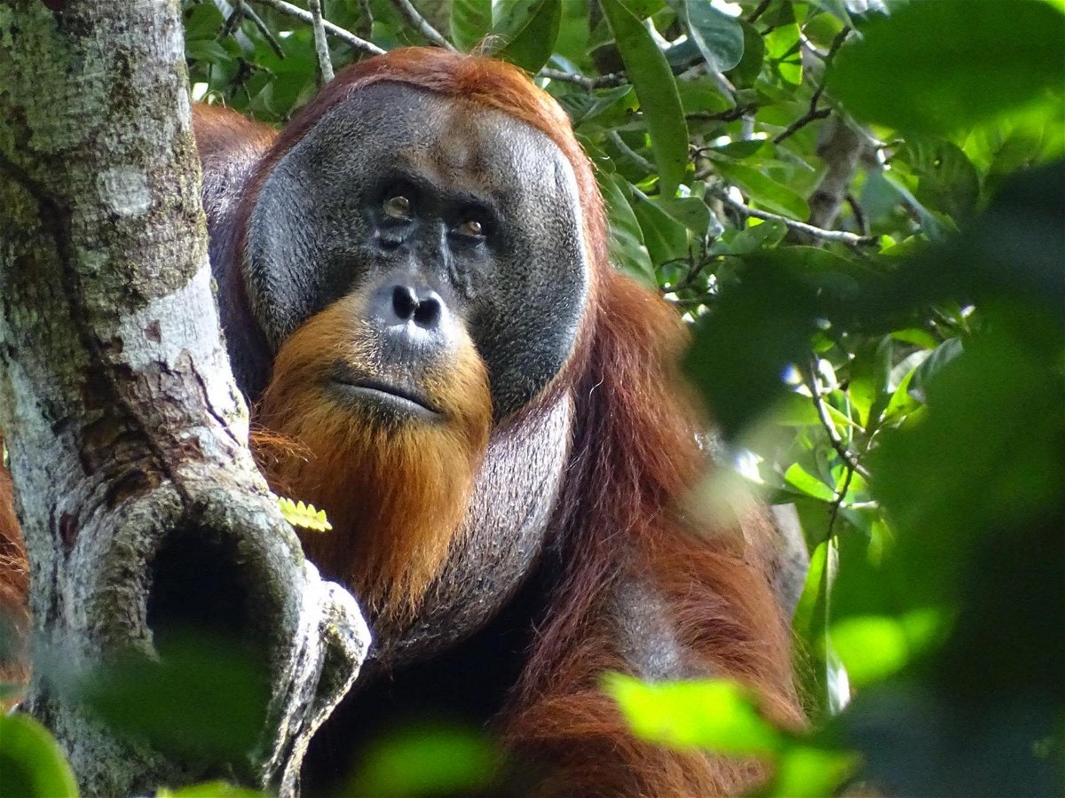 The male Sumatran orangutan treated a facial wound by chewing leaves from a climbing plant and repeatedly applying the juice to it.