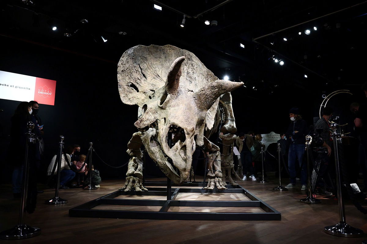 Visitors look at the skeleton of a gigantic Triceratops over 66 million years old, named 