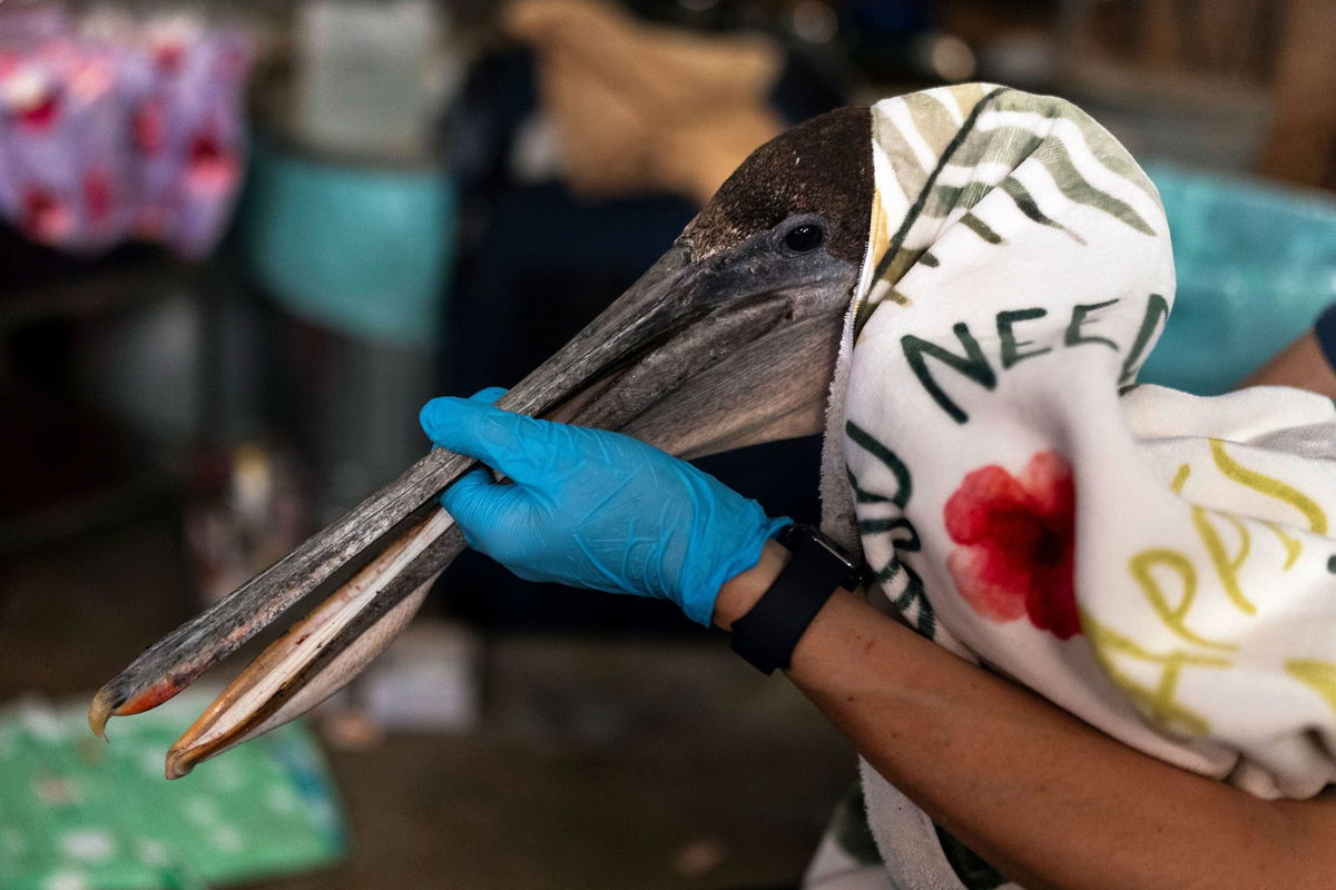 <i>Jae C. Hong/AP via CNN Newsource</i><br/>Volunteer Jason Foo holds a rescued pelican by its beak while treating the bird at the Wetlands and Wildlife Care Center in Huntington Beach