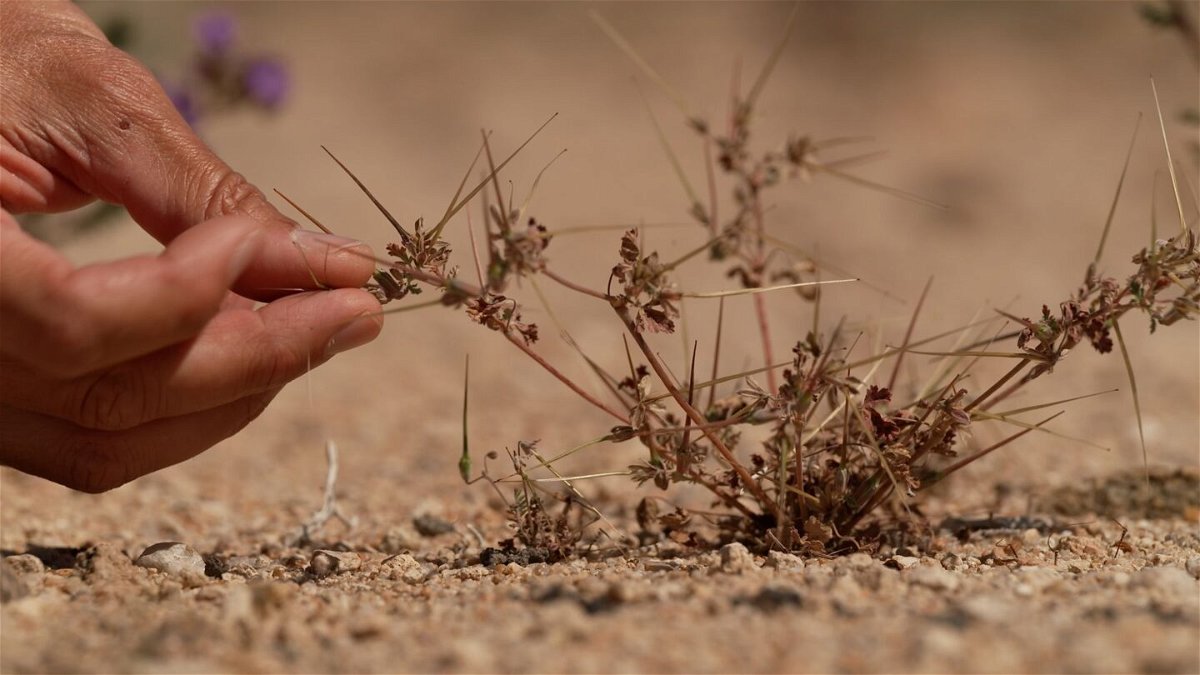 A member of the Mojave Desert Land Trust gently collects seed from a desert plant to add to the seed bank project on April 9, 2024.