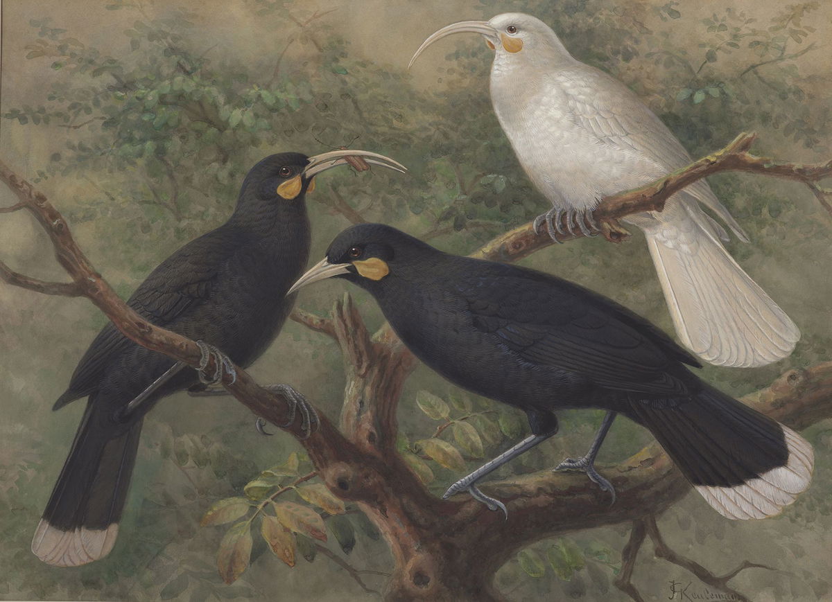 Seen here are three huia birds painted by Dutch artist Johannes Keulemans, circa 1900. A feather from a huia bird has set a record after selling for $46,521 NZD (about $28,400 USD).