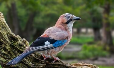 A Eurasian jay chooses the same cup during the memory phase of the experiment.