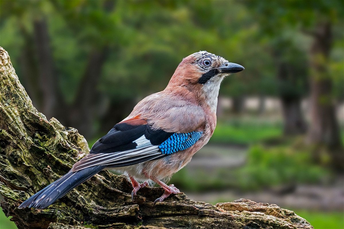<i>James Davies via CNN Newsource</i><br/>A Eurasian jay chooses the same cup during the memory phase of the experiment.