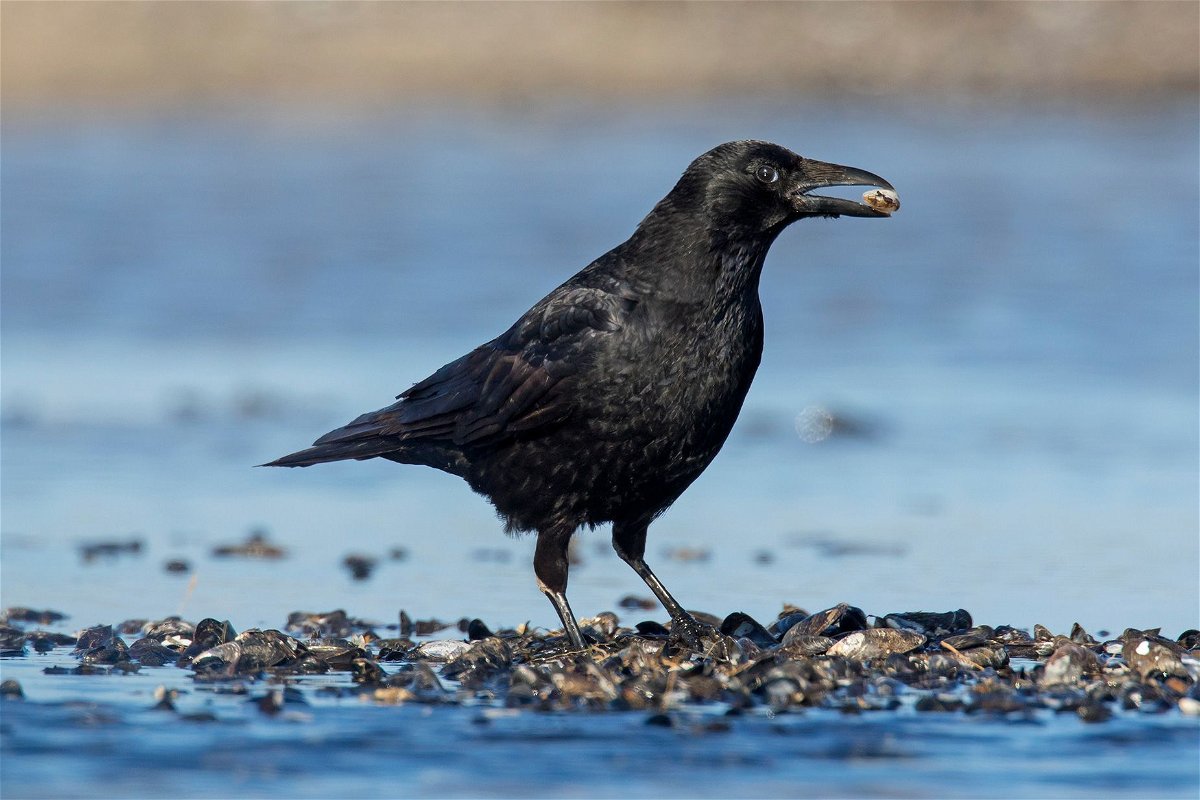 Carrion crows could vocally count up to four, a new study found, much like young children.